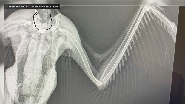 An x-ray of an osprey with a fractured clavicle 