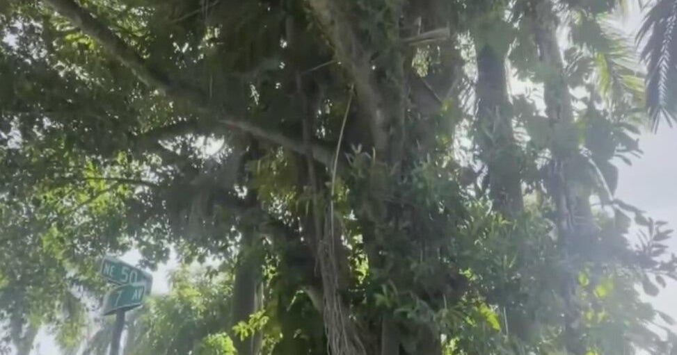 Miami’s Morningside residents oppose plan to remove trees