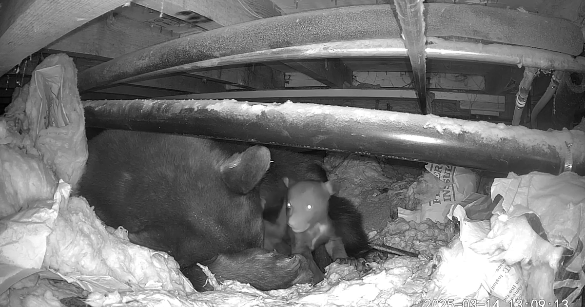 5-month-old bear named Ellis dies after being hit by vehicle in Lake Tahoe area 
