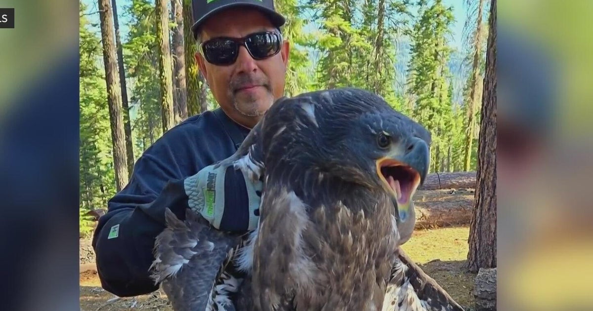 Young bald eagle with damaged wing in Plumas National Forest put down after rescue effort