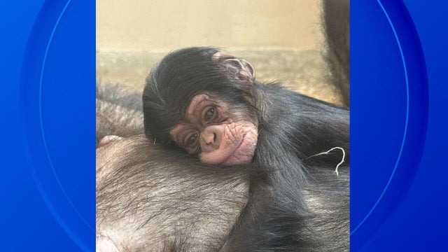 baby-chimp-slider.jpg 