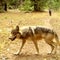 Gray wolves are back in California after nearly vanishing, but livestock farms are suffering