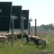 Sheep do some lamb-scaping on solar panel farms, nearly eliminating mowing