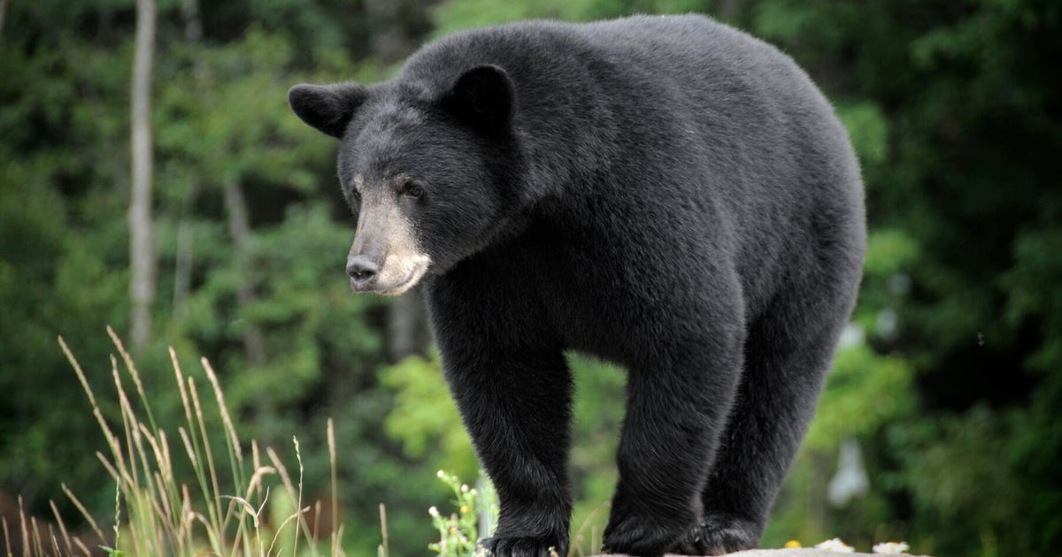 Woman, 69, attacked by black bear in western Wisconsin - CBS Minnesota