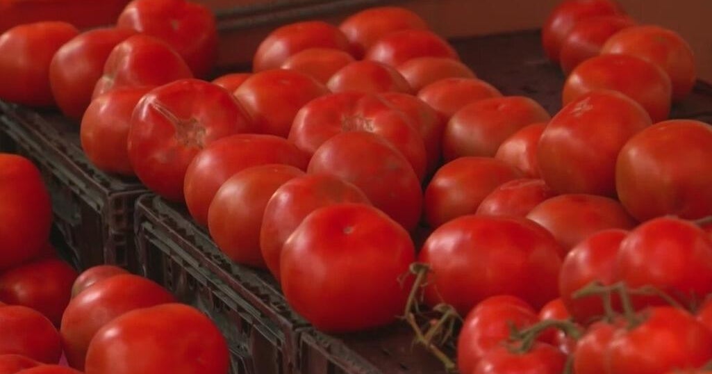 Tomato prices could jump this week due to tariffs