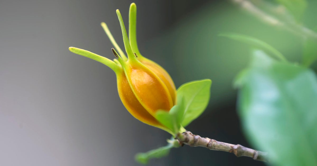 FDA approves new blue food dye derived from gardenia fruit FDA approves new blue food dye derived from gardenia fruit