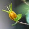 FDA approves new blue food dye derived from gardenia fruit