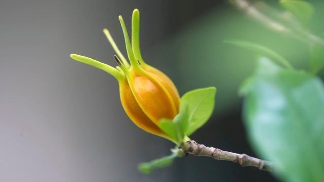                        FDA approves new blue food dye derived from gardenia fruit                   