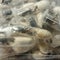 1,500 tarantulas found stuffed in spongecake boxes at airport