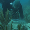 Crossbreeding corals from Honduras could help protect Florida's coast