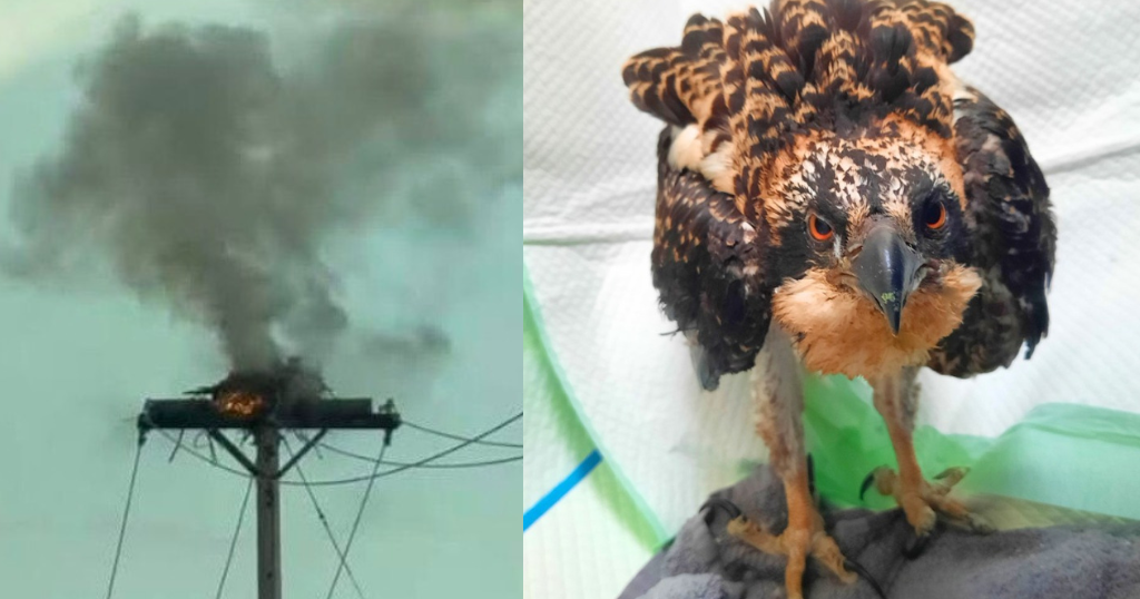 Osprey recovering after nest catches fire in Mercer County 