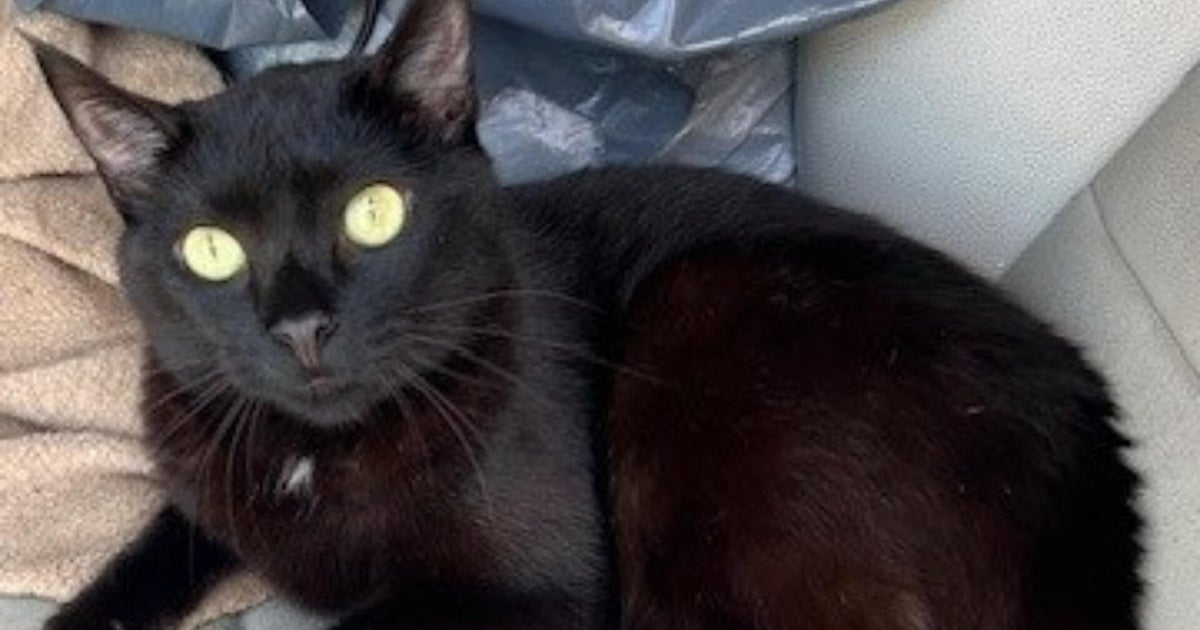 Woman charged after 2 cats found dead in hot car in New Bedford 