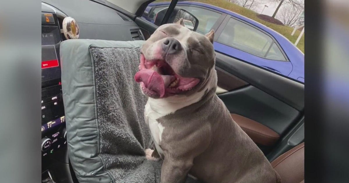 Man says Pittsburgh-area emergency vet euthanized his son's lost dog 