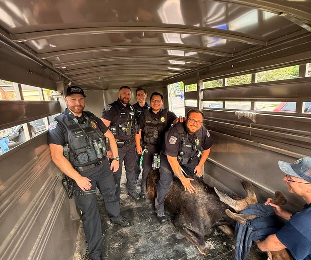 greeley-young-moose-3-greeley-pd.jpg 