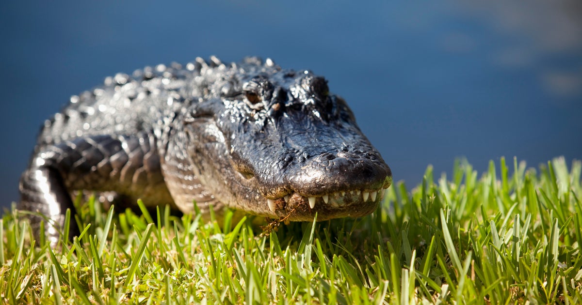 South Florida rains may prompt more gator and snake sightings, officials warn