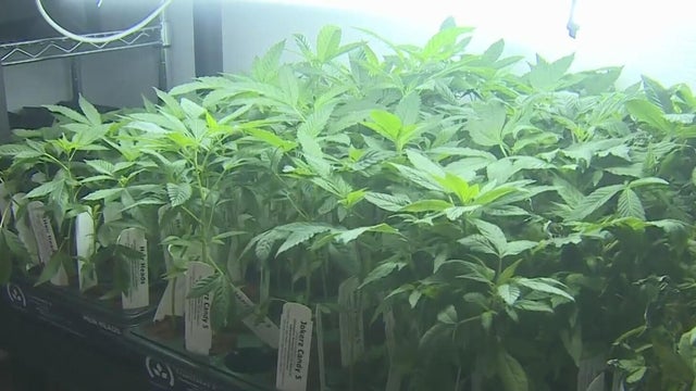cannabis-plants.jpg 