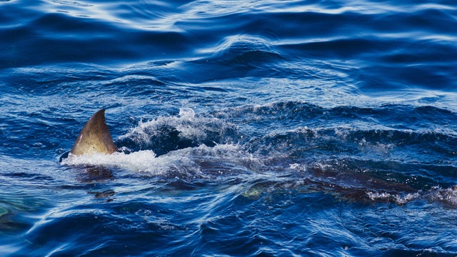 Great white shark fin above water. 