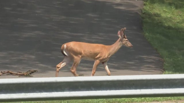 kdka pittsburgh deer 
