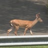Archers return to Pittsburgh parks to help manage deer overpopulation 