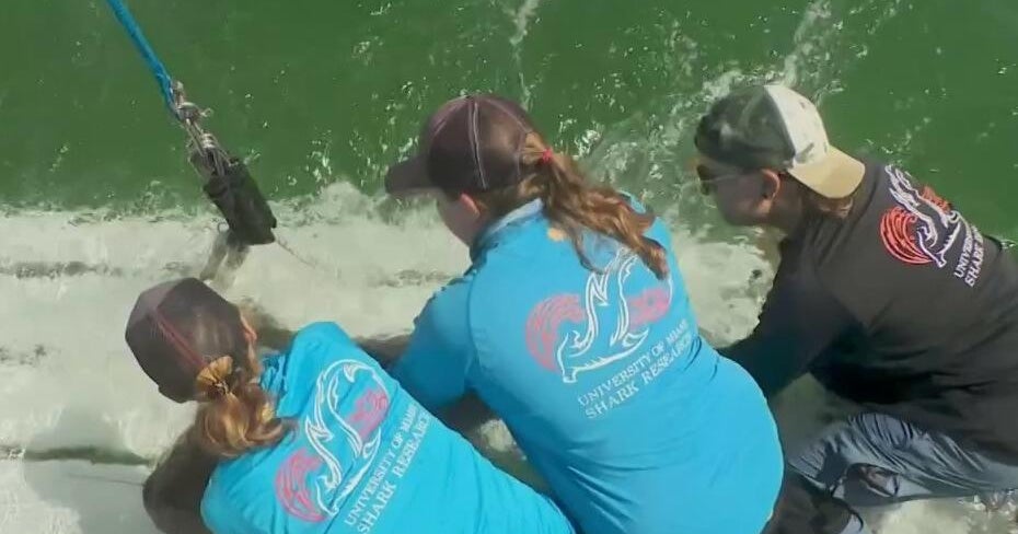 Shark sightings spark interest in South Florida conservation work - CBS Miami