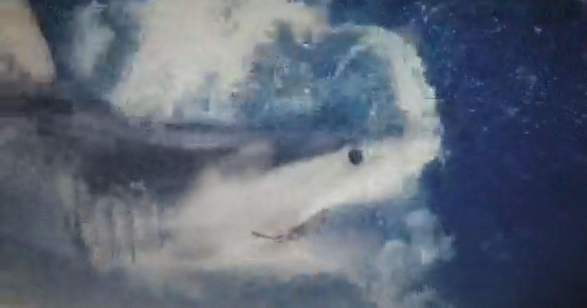 Increased shark sightings may scare swimmers, but scientists say that’s good news for conservation
