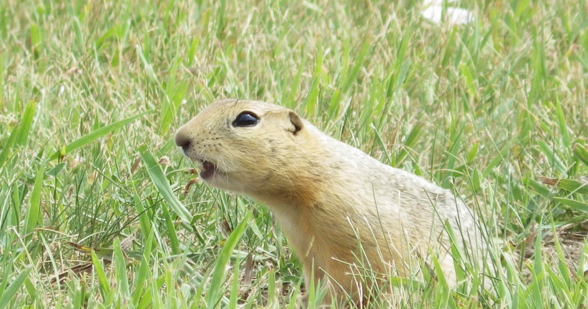 Ground squirrels taking over Minot, N.D., possibly outnumbering humans 