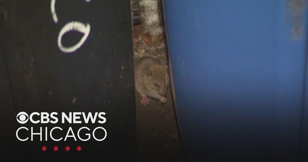 Chicago rat birth control pilot program expanding to Lincoln Park on North Side