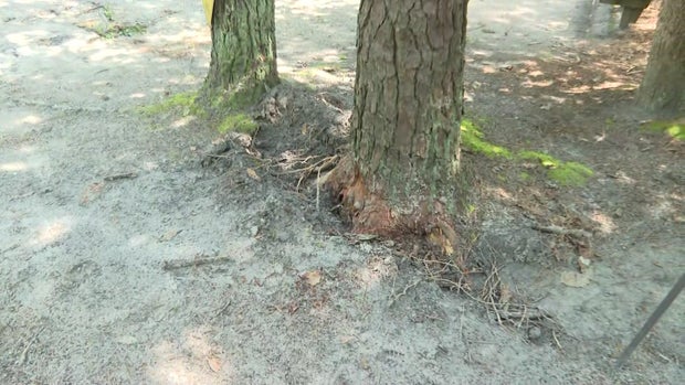 A tree that was struck by lightning 