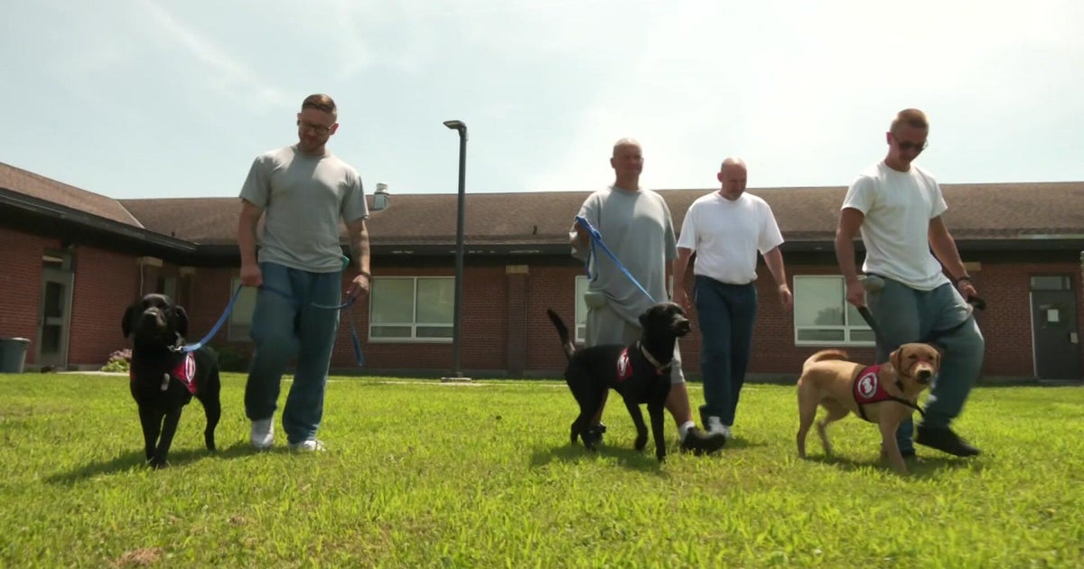 Minnesota prison inmates training puppies to be assistance dogs 