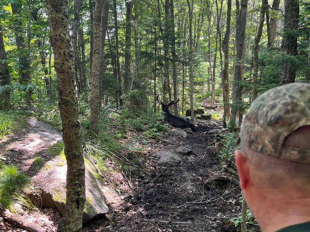 New York hiking trail closed for over a month due to moose exhibiting