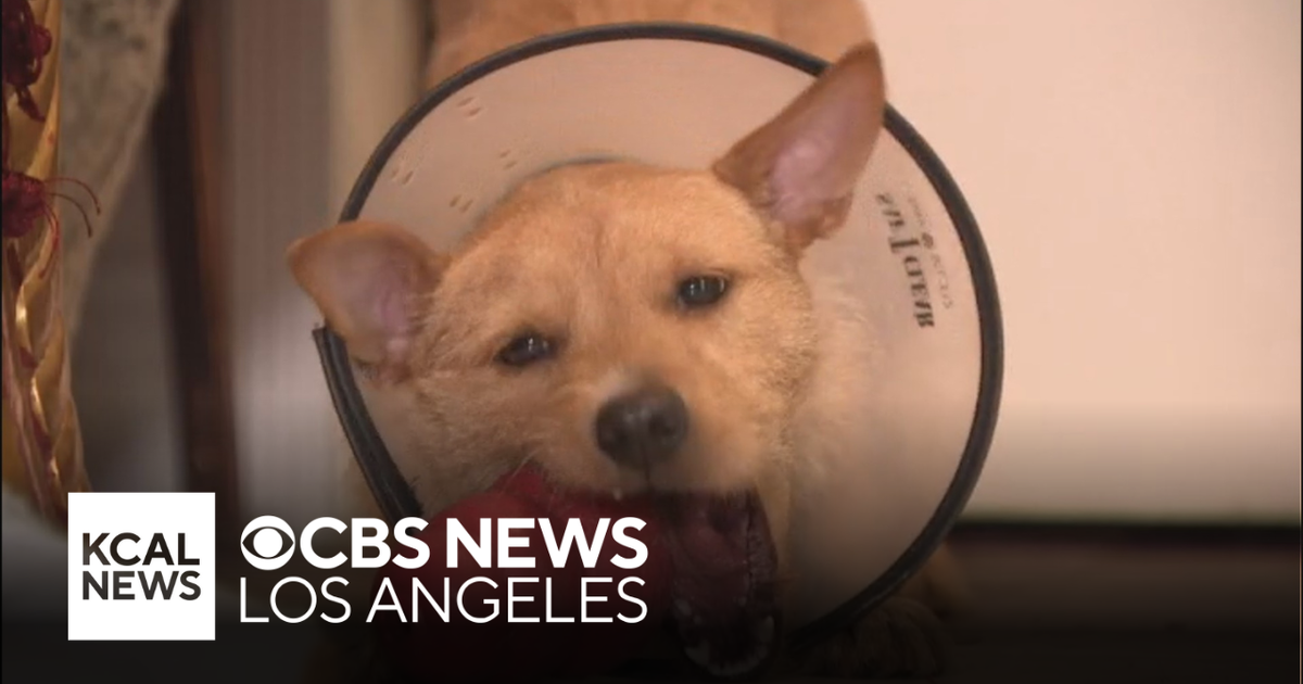 Animal shelters overwhelmed with pets surrendered amid ICE raids 