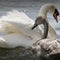 Behind Swan Upping, the British tradition that recently took over the River Thames