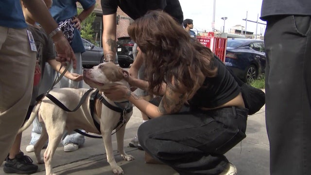 A group of people surrounds and pets a large dog on a leash. 