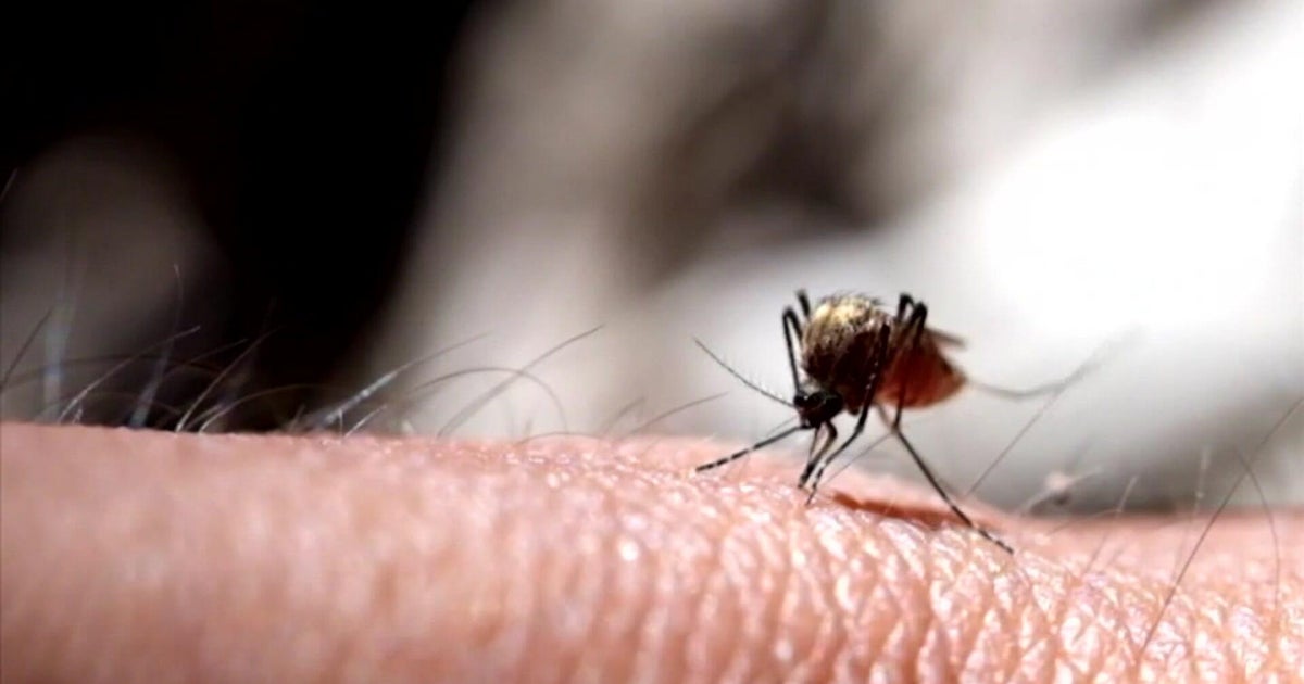 West Nile virus detected in New York City mosquitoes 