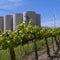California vineyard uses wind power to make wine