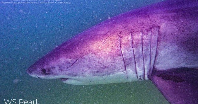 Here's where great white sharks have been spotted this weekend 