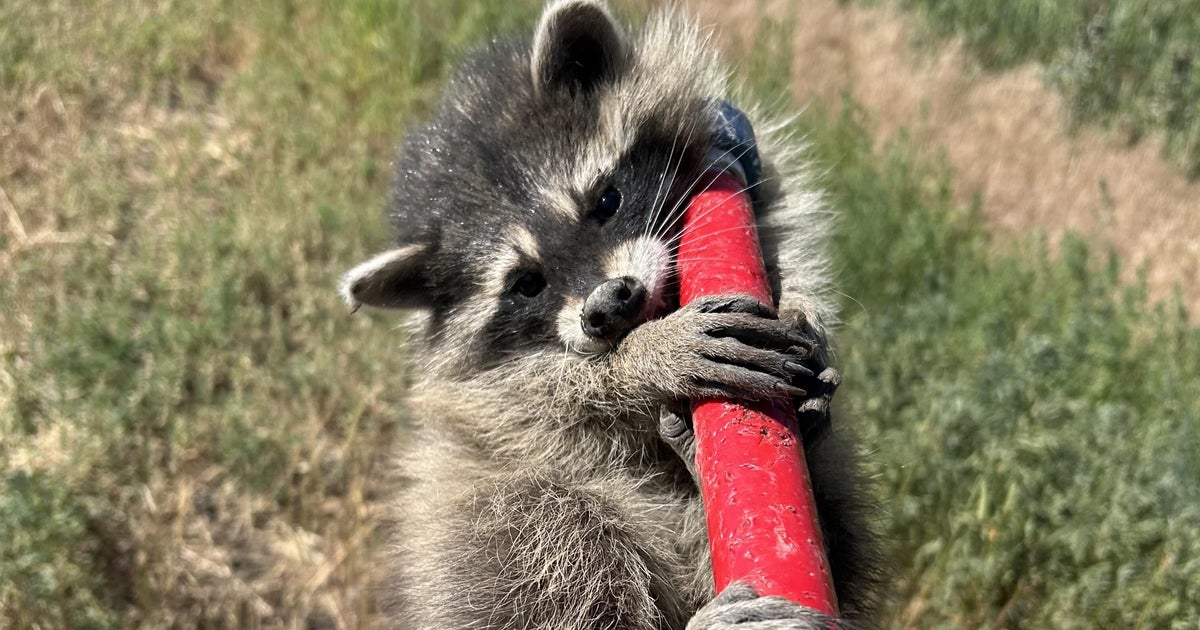 Baby raccoon rescued from semi-truck engine compartment in Arapahoe County 