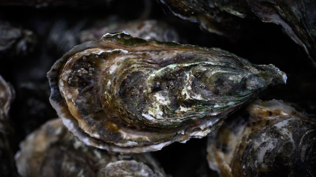 FRANCE-ECONOMY-AQUACULTURE-OCEANS 