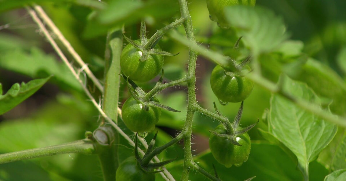 What does Minnesota grow best? 