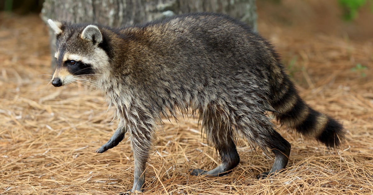 Nassau County declares rabies an imminent public health threat 