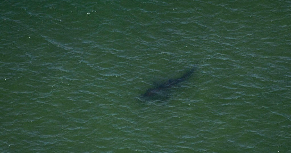 Shark showing "aggressive behavior" prompts Redondo Beach closure Monday 