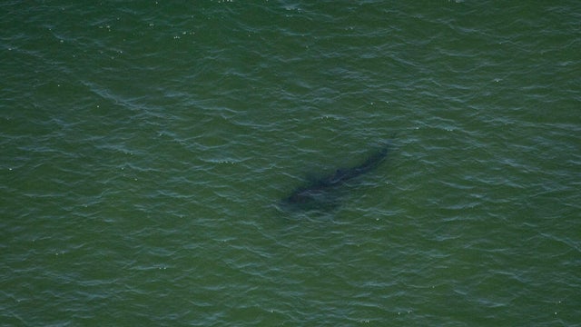 US-ANIMAL-ENVIRONMENT-SHARKS 