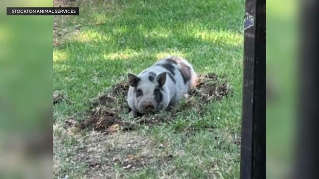 6p-vo-v-stockton-pig-br-kmaxds9z.jpg 