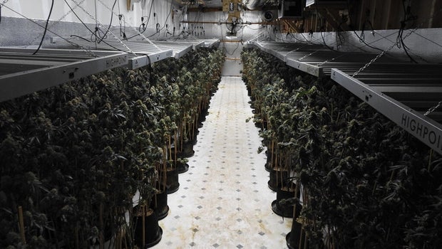 California Counties Seize Over 6,700 Illegal Marijuana Plants in Coordinated Raids