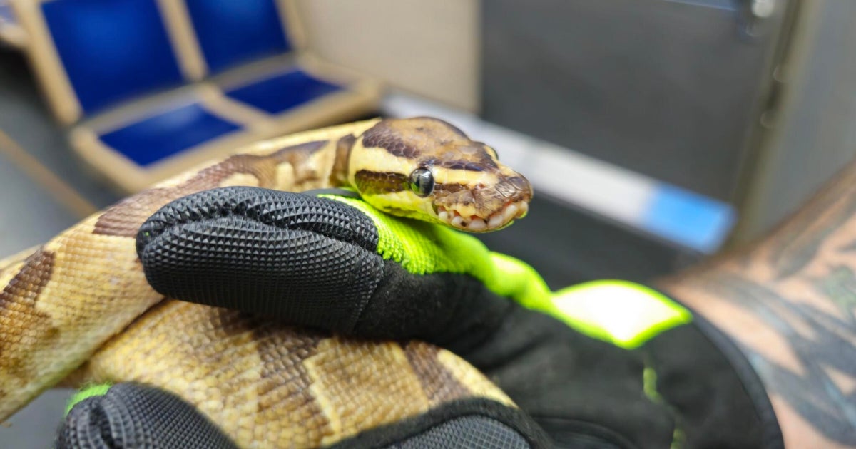 Oak Park firefighters come to rescue snake gets stuck on CTA train 