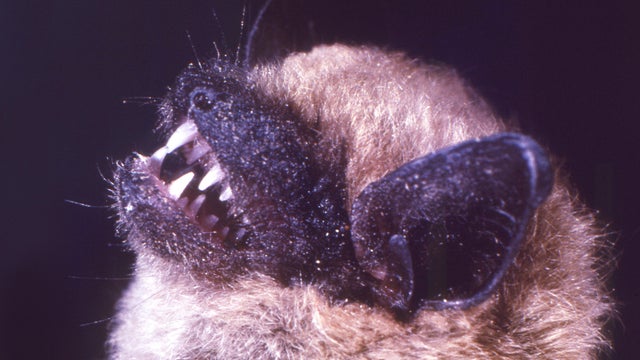 Big Brown Bat, Eptescius Fureus 