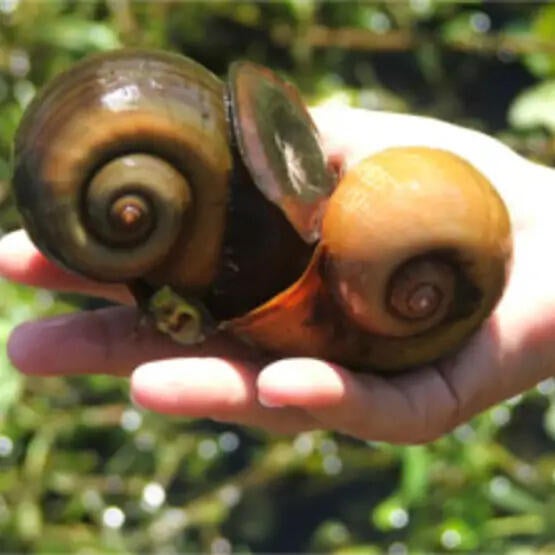islandsnail.jpg 