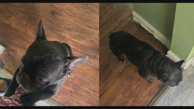072325-milo-stolen-clean.jpg 