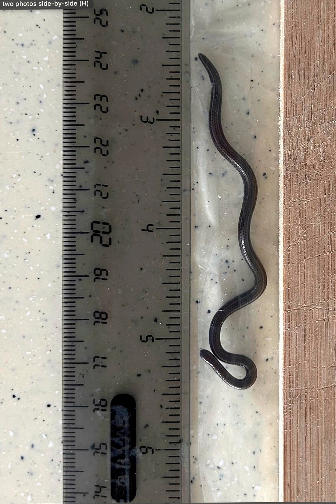 That snake next to a ruler, about 10cm long