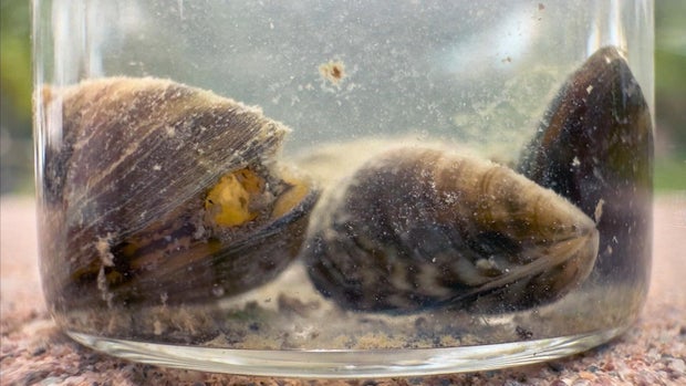 mussel.jpg 